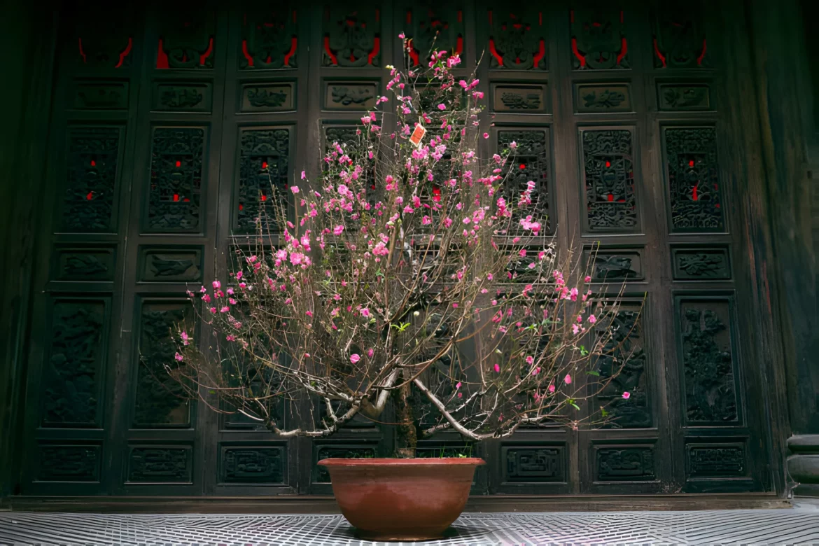 Bonsai cerisier