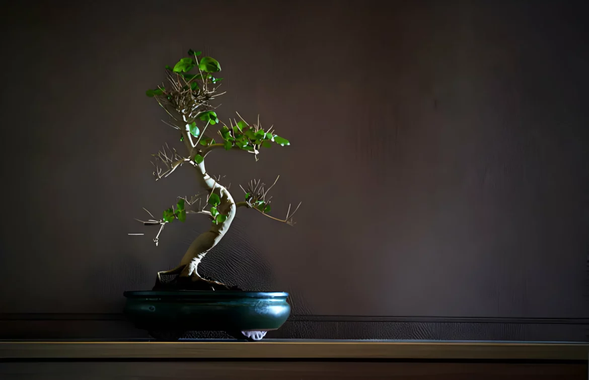 Ligustrum Bonsai