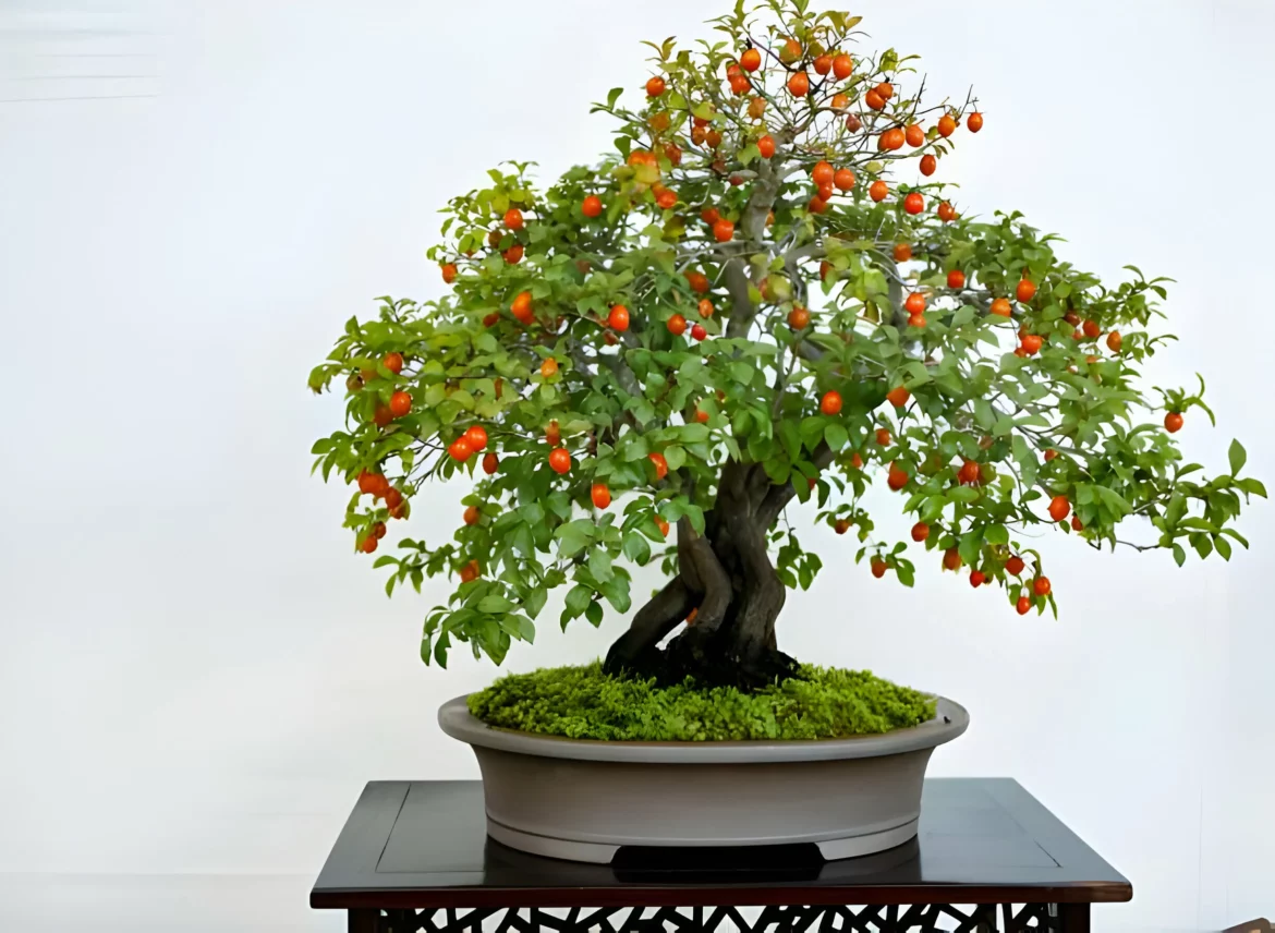 bonsai poivrier