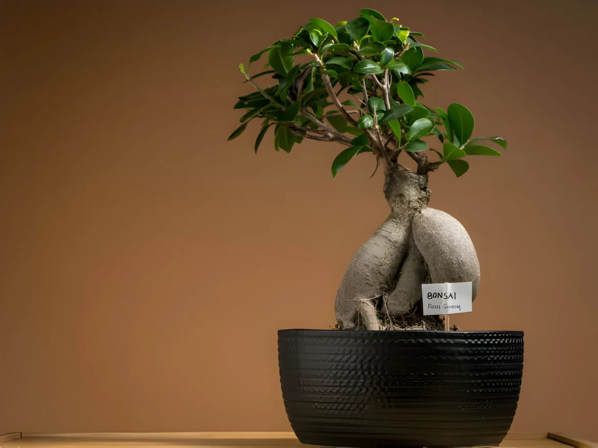 bonsai ficus retusa