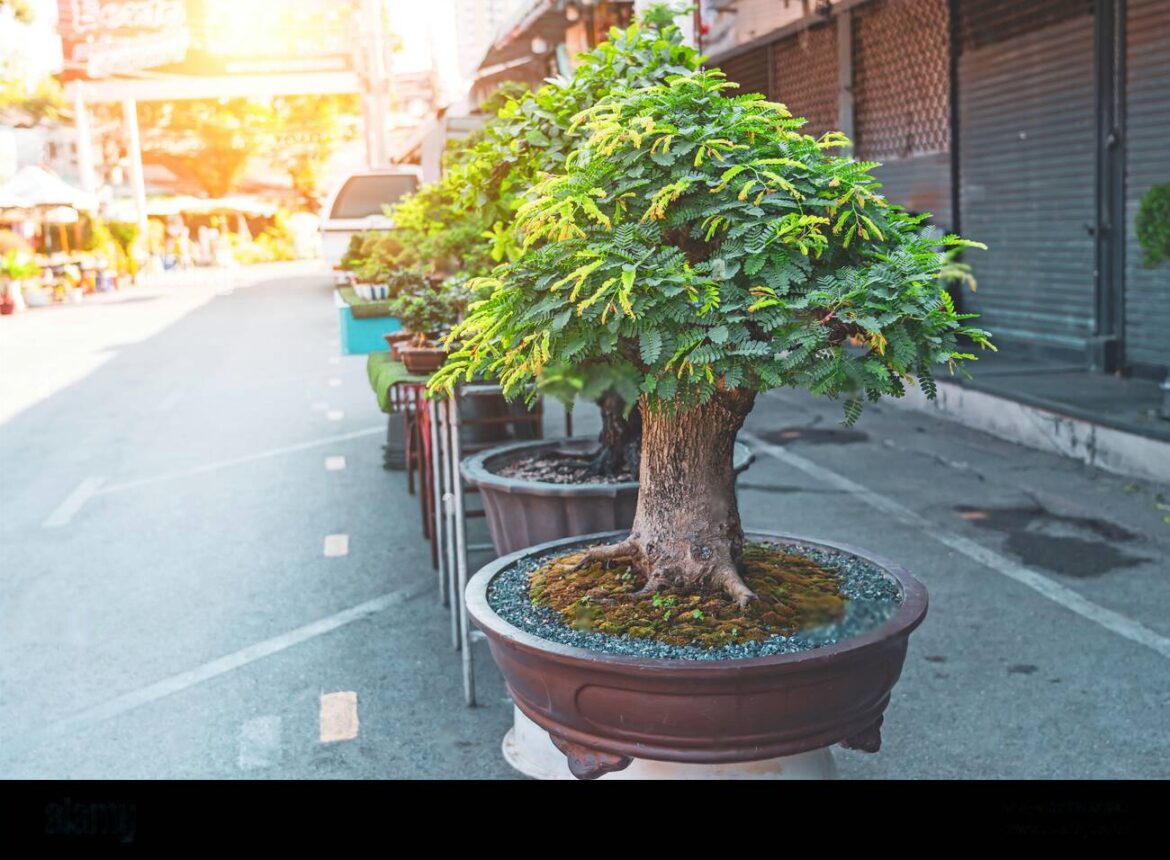 Albizia Bonsai