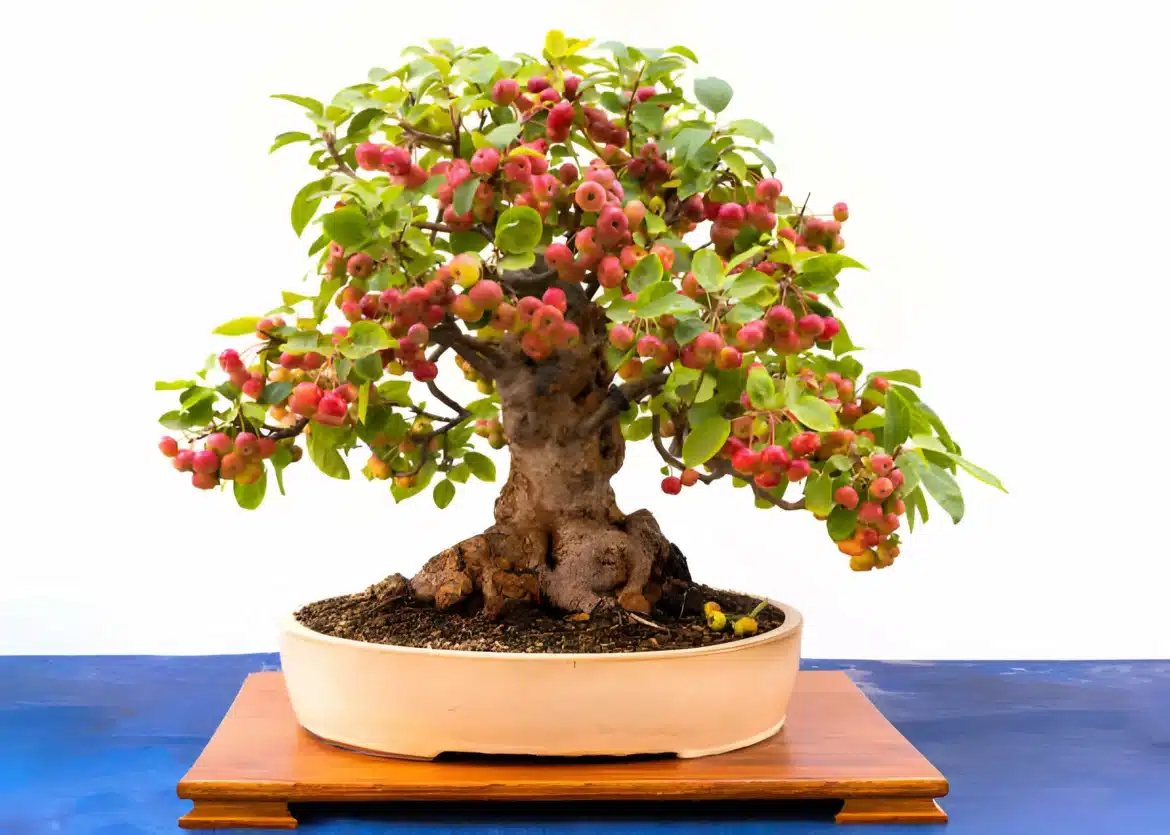 bonsai pommier